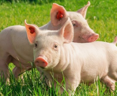 Південнокорейських свинок не вберегли від чуми