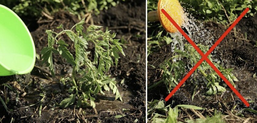 Полив томатів Полив томатів