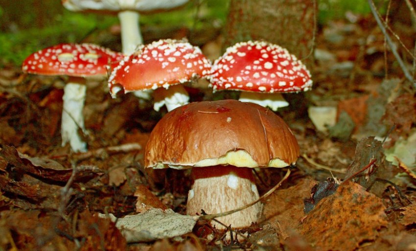 Боровик біля мухомора Боровик біля мухомора