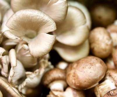 Порівняння гливи та шампіньйонів, смакові якості, властивості грибів