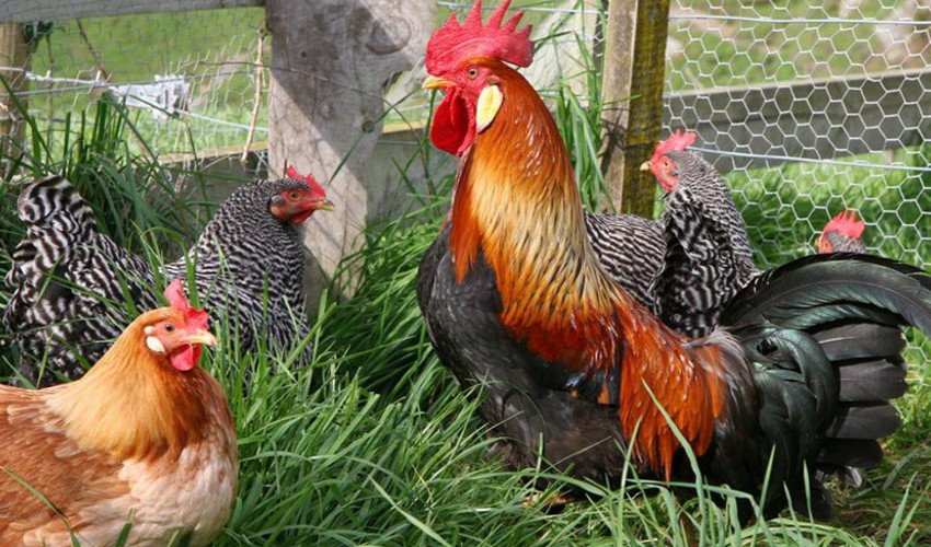 Кури Домінант