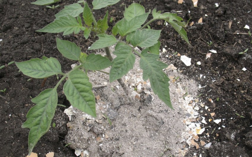 Ґрунтова підживлення Ґрунтова підживлення