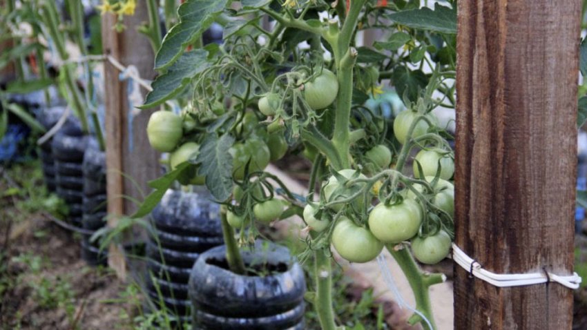 Підв'язка томатів Підв'язка томатів