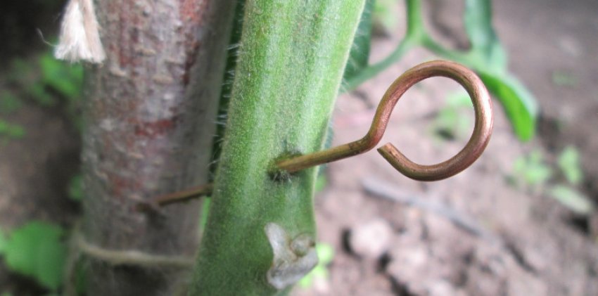 Мідний дріт від фітофтори на помідорах