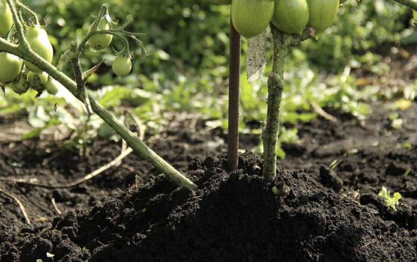 Підгортання томатів Підгортання томатів