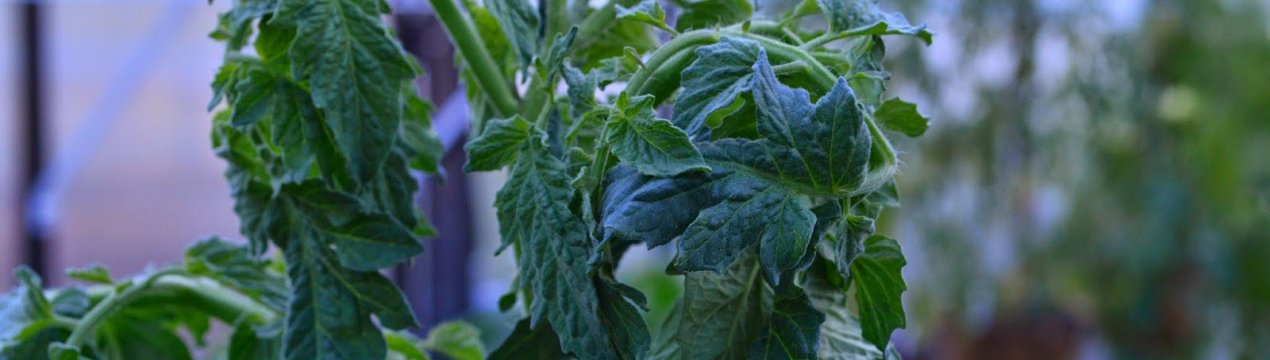 Почему скручиваются листья у помидор в теплице и как с этим бороться