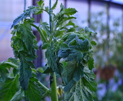 Чому скручуються листя у томатів у теплиці і як з цим боротися