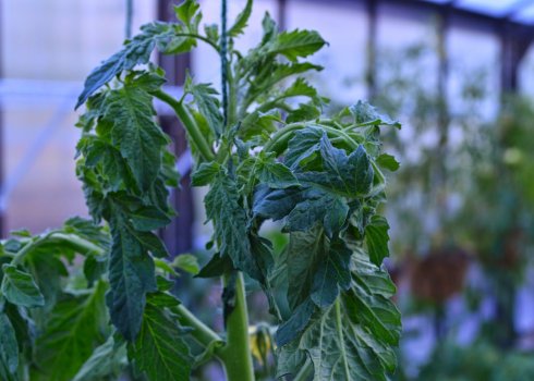 Чому скручуються листя у томатів у теплиці і як з цим боротися