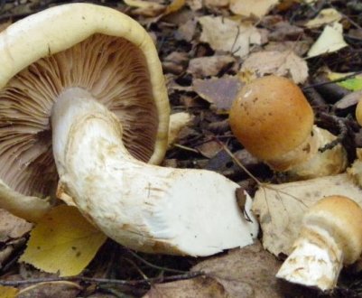 Фото і опис паутинника жовтого