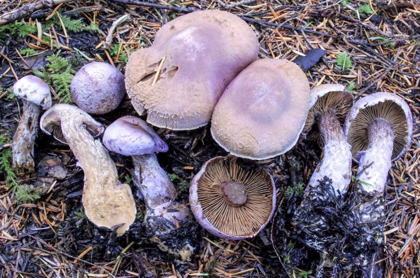 Козій паутинник Козій паутинник