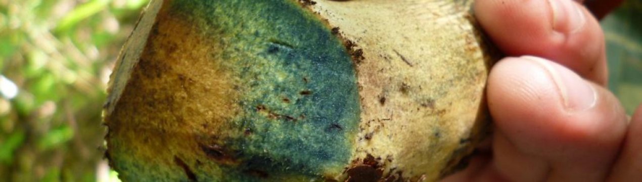 Можна їсти гриби, схожі на білі, але синіючі на зрізі