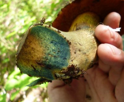 Можна їсти гриби, схожі на білі, але синіючі на зрізі