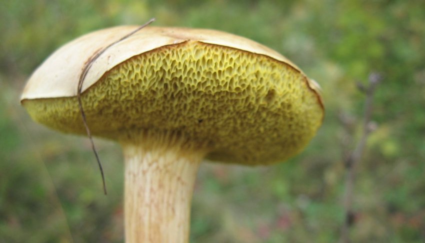 Гриб козляк