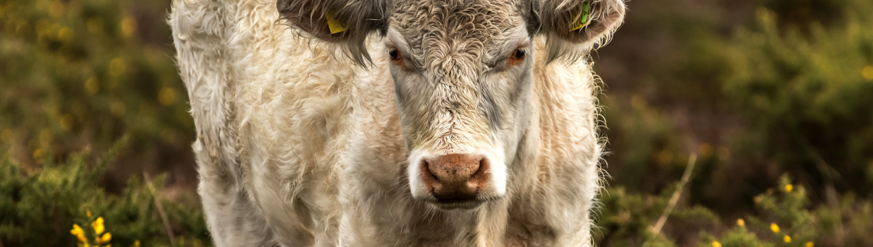 Новосибірських рогатих вразив вузликовий дерматит