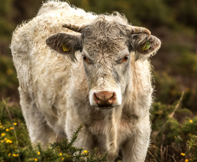 Новосибірських рогатих вразив вузликовий дерматит