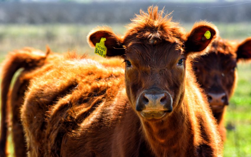 Новосибірських рогатих вразив вузликовий дерматит Новосибірських рогатих вразив вузликовий дерматит