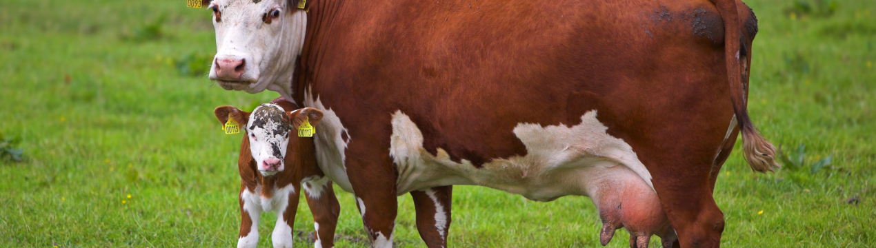 Тайські ревізори оцінили сільське господарство Брянщини