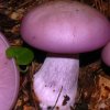 Рядовка фиолетовая (Lepista nuda) фото и описание