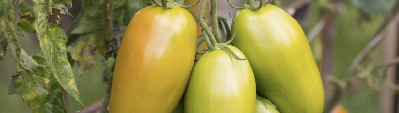 Томат «Золота рибка»: опис та характеристика сорти, догляд та вирощування