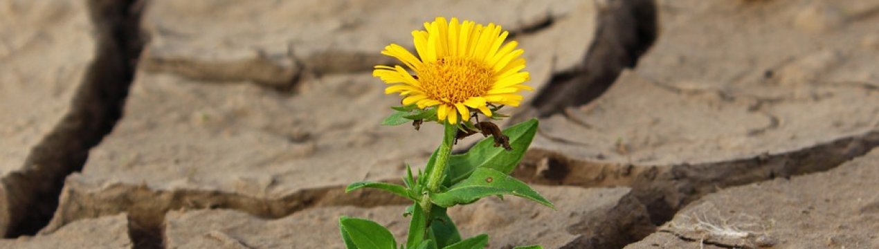 Аномальна спека висушує землі України