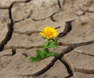Аномальна спека висушує землі України