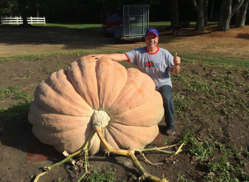 На британських просторах хвалилися гігантськими овочами