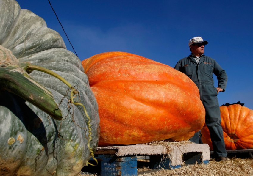 На британських просторах хвалилися гігантськими овочами
