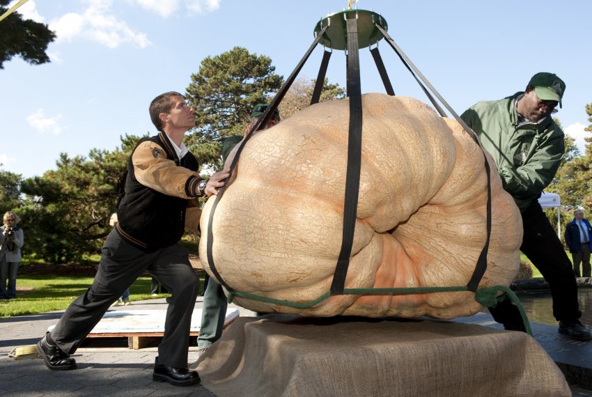На британських просторах хвалилися гігантськими овочами