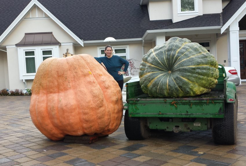 На британських просторах хвалилися гігантськими овочами