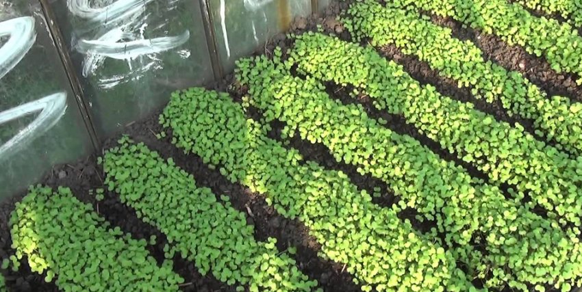 Сидерати в теплиці