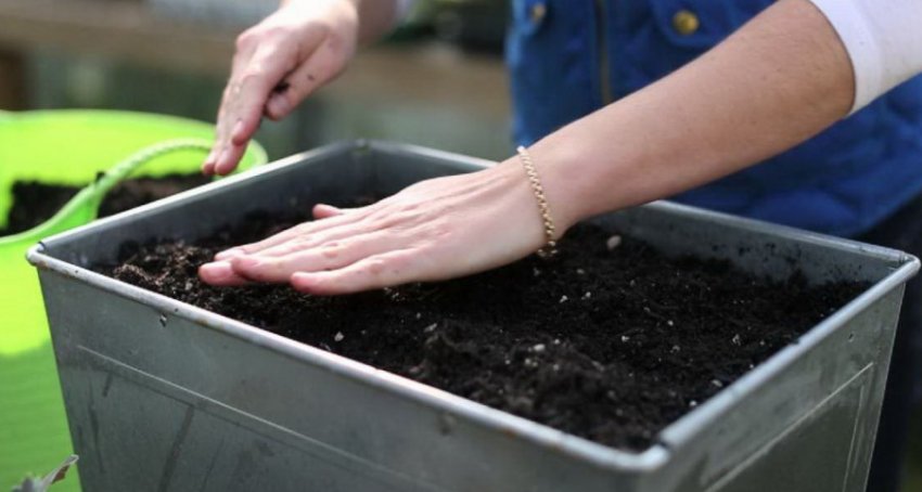 Грунт для розсади