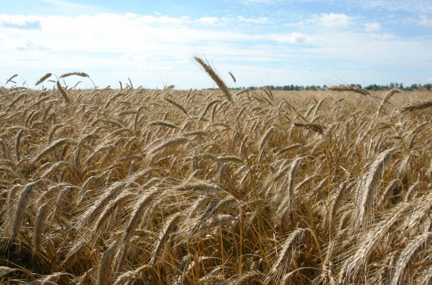 Хмельницьке фермерське господарство сіє тільки першу і другу репродукцію озимих Хмельницьке фермерське господарство сіє тільки першу і другу репродукцію озимих