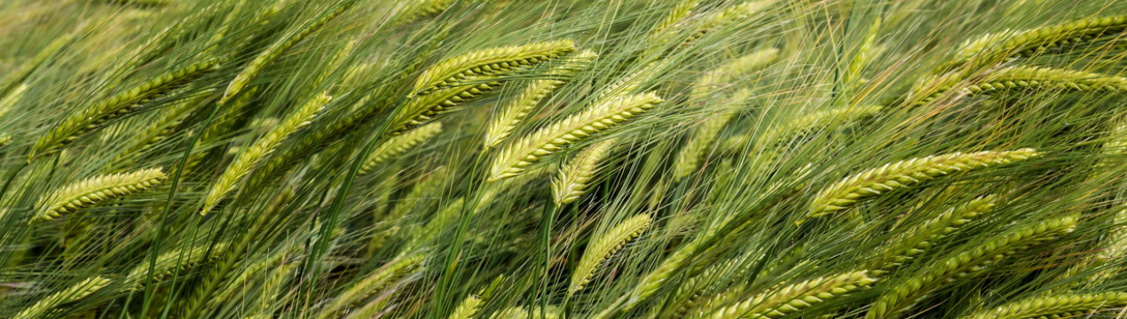 Хмельницьке фермерське господарство сіє тільки першу і другу репродукцію озимих