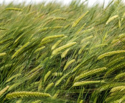 Хмельницьке фермерське господарство сіє тільки першу і другу репродукцію озимих