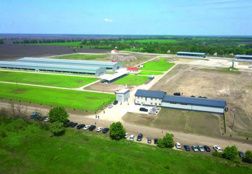 Унікальна ферма в Київській області виробляє мармурову яловичину Унікальна ферма в Київській області виробляє мармурову яловичину