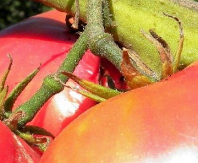 Помідори «Рожевий гігант»: опис сорти, агротехніка вирощування