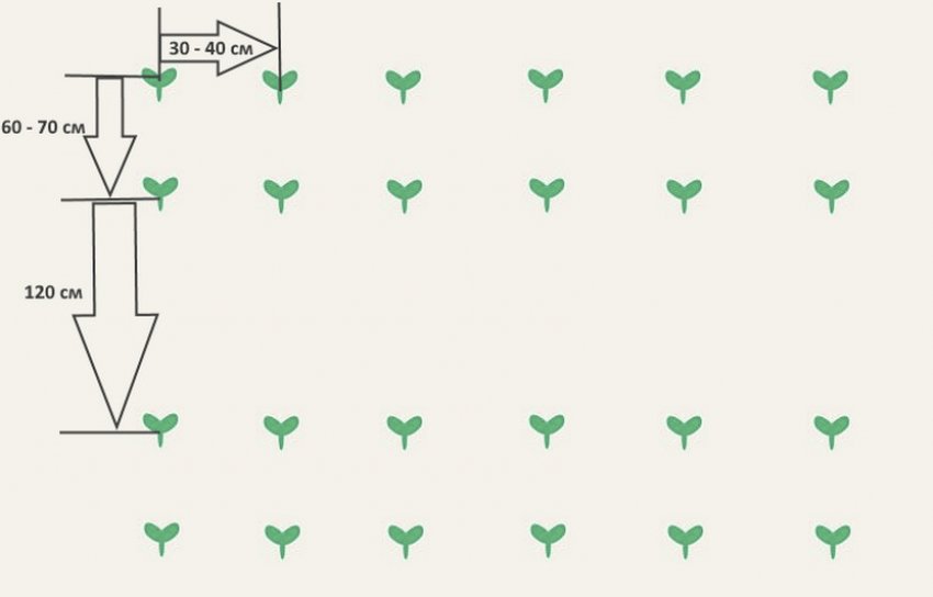 Схема посадки томатів Схема посадки томатів