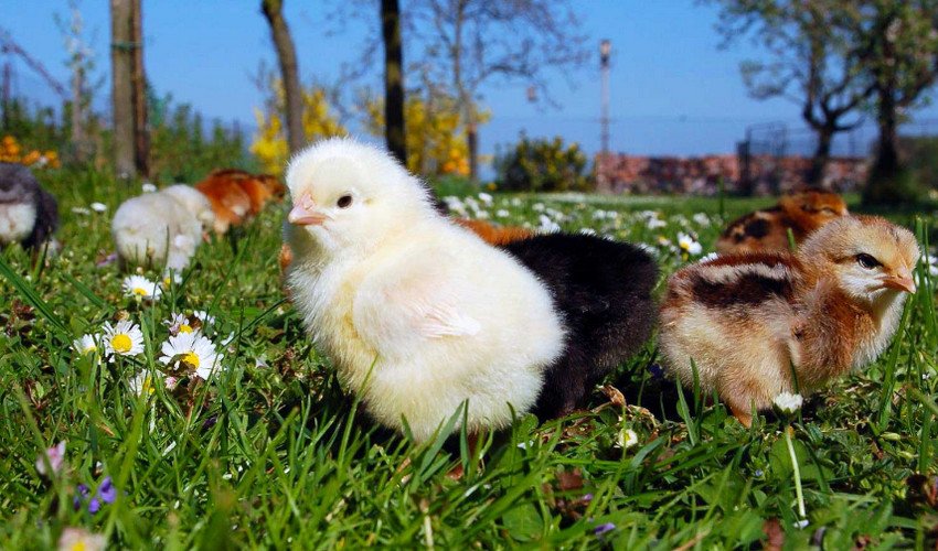 Кури Домінант