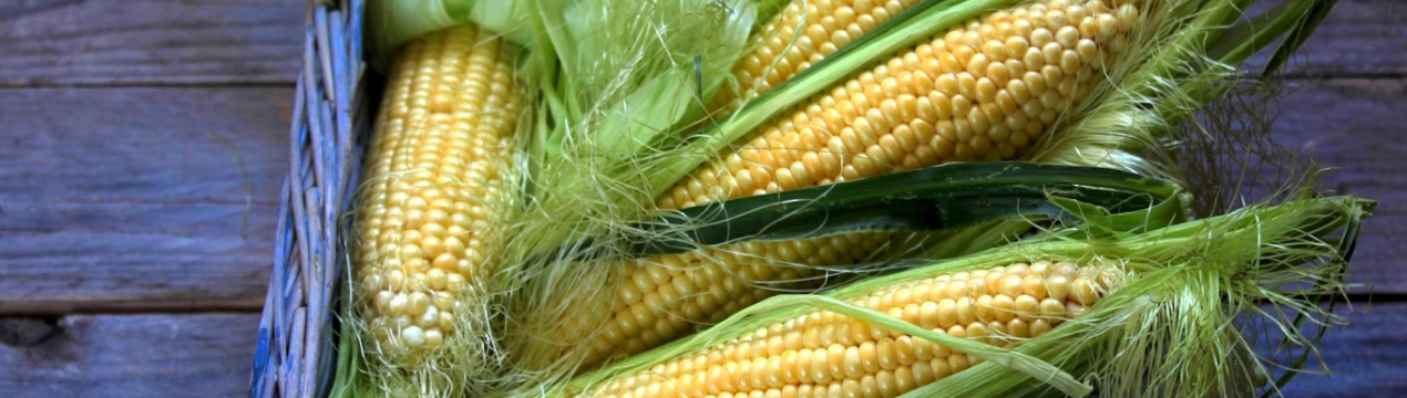 Карантин через західного кукурудзяного жука охопив Рівненської, Одеської і Кіровоградської області