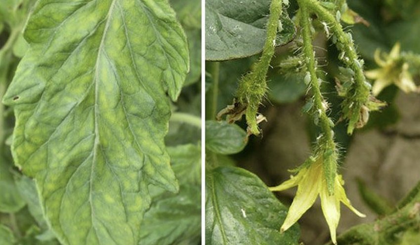 Попелиця Попелиця