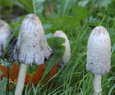 Гриб копрінус проти алкоголізму