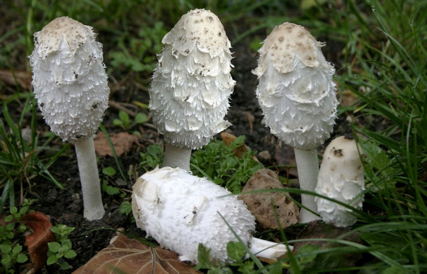 Гнойовик білосніжний