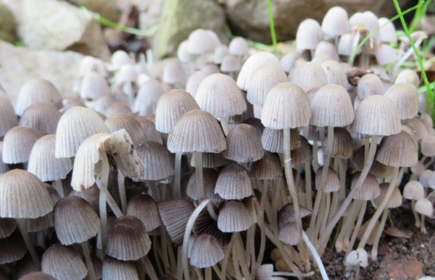 Гнойовик розсіяний