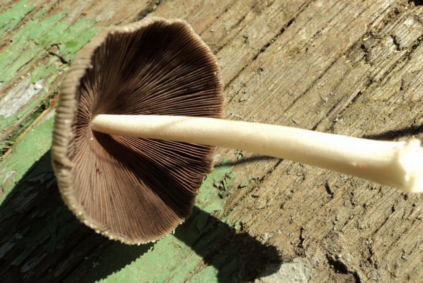 Гнойовик домашній