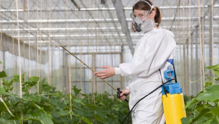 Профілактичні обприскування в теплиці