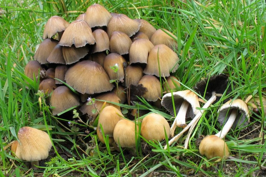 Гнойовик вербовий