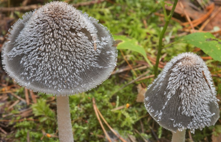 Гнойовик пухнастий