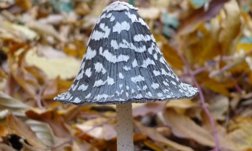 Гнойовик смолистий