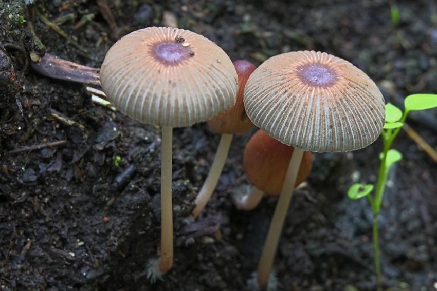 Гнойовик складчастий