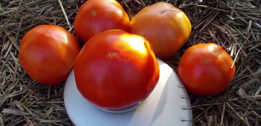 Сорт томату Академік Сахаров